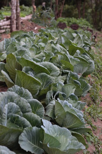 Green Cabbage Leaves in Garden