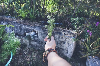 Green Cacti