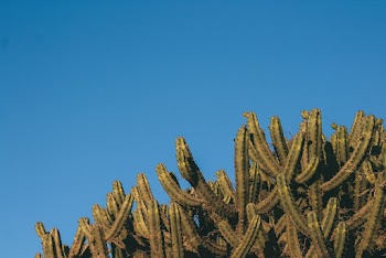 Green Cacti