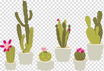 Green cacti art, Cactaceae Houseplant Succulent plant, Potted cactus transparent background PNG clipart