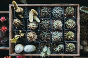 green cacti on brown wooden storage box