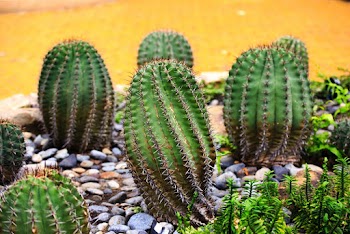 Green Cacti on Focus Photography