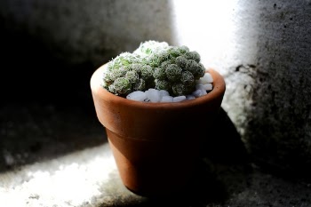 Green Cacti Planted on Brown Terracotta Pot