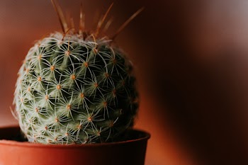 Green Cacti With Brown Vase