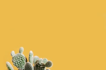 Green Cactus