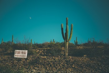 Green Cactus