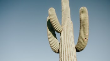 Green Cactus