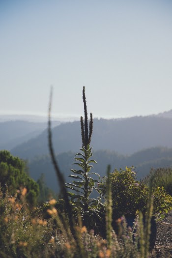 Green Cactus