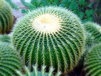 Green Cactus