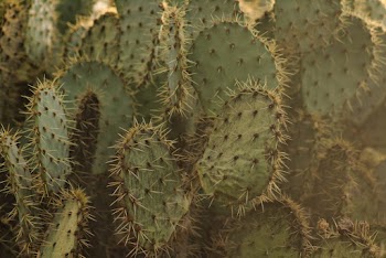 Green Cactus