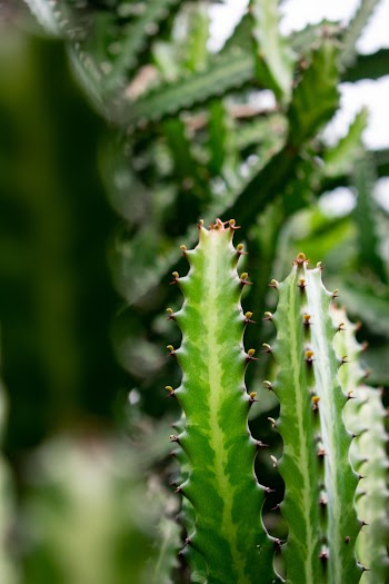 Green Cactus