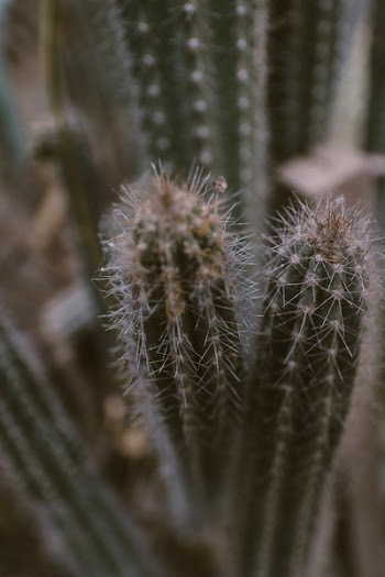 Green Cactus