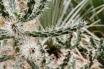 green cactus