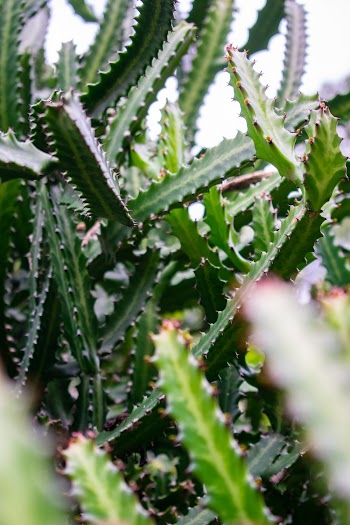 Green Cactus