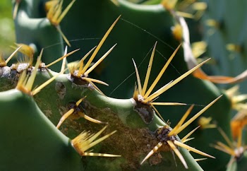 Green Cactus