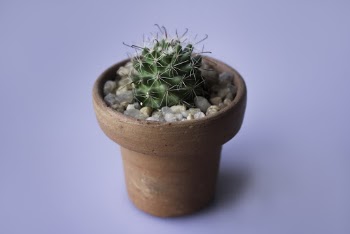 Green Cactus