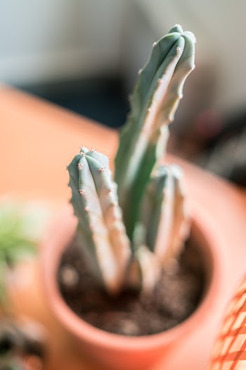 Green Cactus