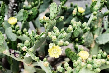 Green Cactus