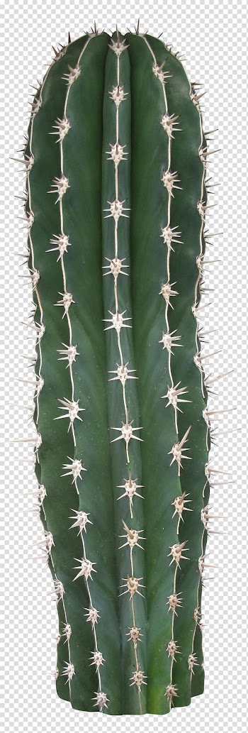 Green cactus, Acanthocereus tetragonus San Pedro Cactus Cactaceae Thorns, spines, and prickles, Long cactus transparent background PNG clipart