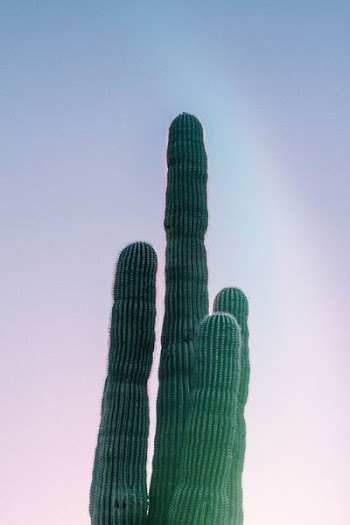 green cactus closeup photography