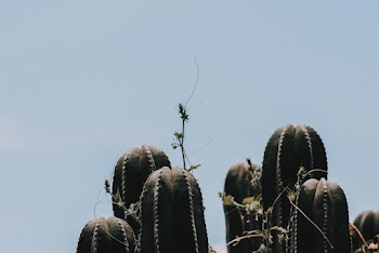 Green Cactus during Day