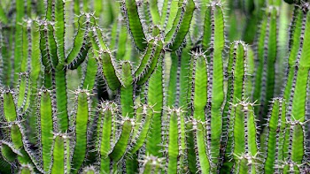 Green Cactus in Shallow Photo