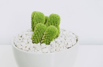 Green Cactus in White Pot