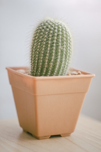 Green Cactus on Beige Pot