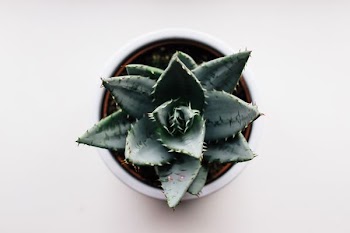 green cactus on brown pot