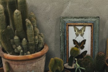 Green Cactus on Plant Pot
