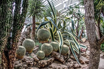 green cactus on rocks
