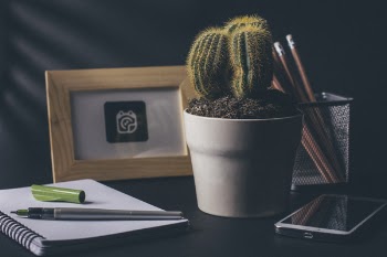 Green Cactus on White Ceramic Flower Pot