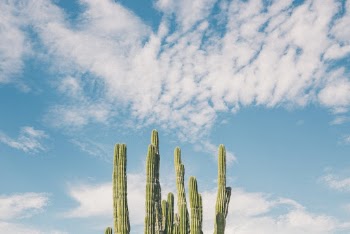 Green Cactus Photo