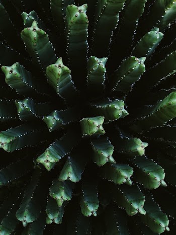 Green Cactus Plant