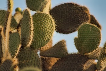 Green Cactus Plant