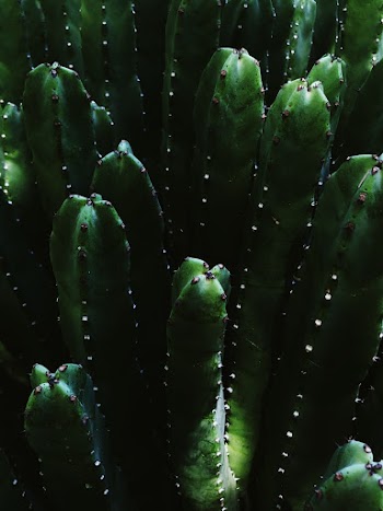 Green Cactus Plant 