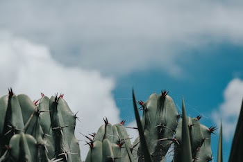 Green Cactus Plant