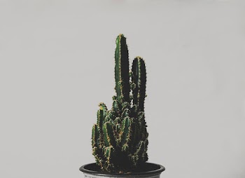 Green Cactus Plant