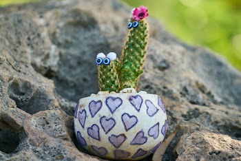 Green Cactus Plant