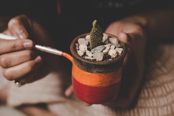 Green Cactus Plant