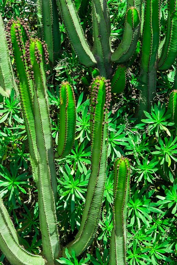 Green Cactus Plant