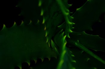 Green Cactus Plant