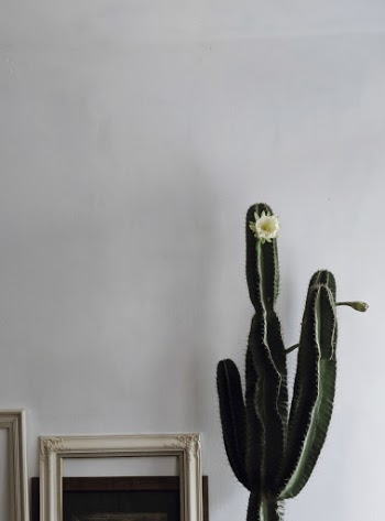 Green Cactus Plant Beside White Wooden Photo Frame