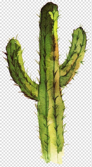 Green cactus plant , Cactaceae Drawing Idea, Watercolor cactus,Cactus tree transparent background PNG clipart