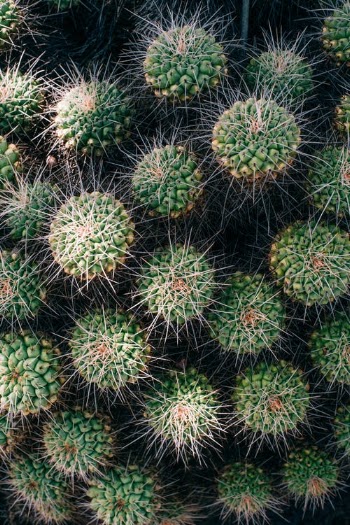 Green Cactus Plant · Free Stock Photo