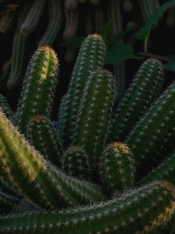 Green Cactus Plant in Close Up Photography · Free Stock Photo