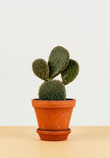 green cactus plant in pot