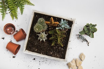Green Cactus Plant in White Pot