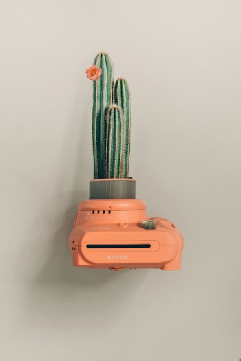 Green Cactus Plant on Orange Camera