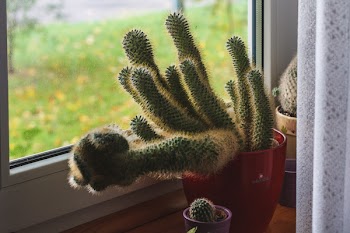 Green Cactus Potted Plant